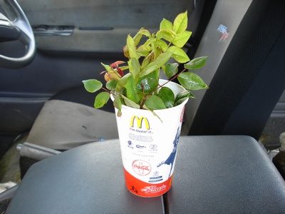 Plants in cup