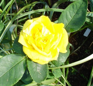 Rose yellow