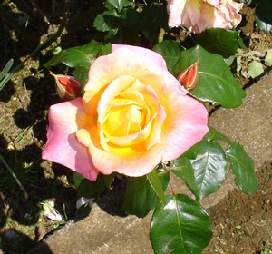 Rose pink & yellow