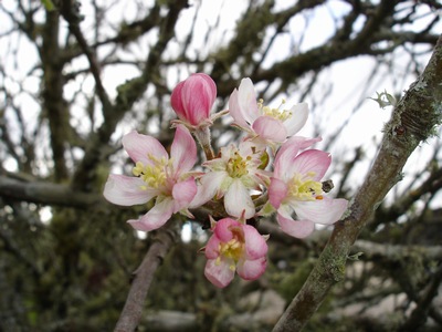 Apple flowered