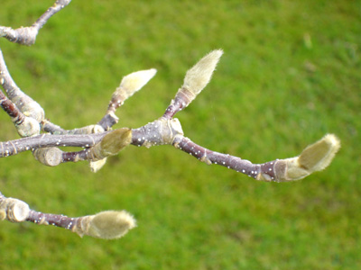 Pussy willow