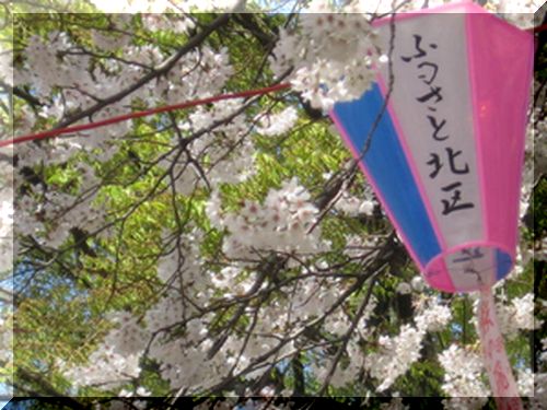 北区飛鳥山公園の桜.jpg