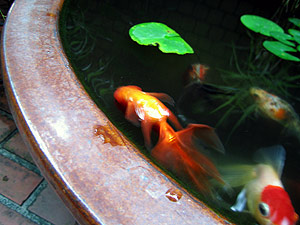 金魚と餌 月夜野睡蓮鉢 楽天ブログ