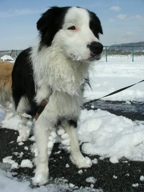 Ｆ公園雪１１