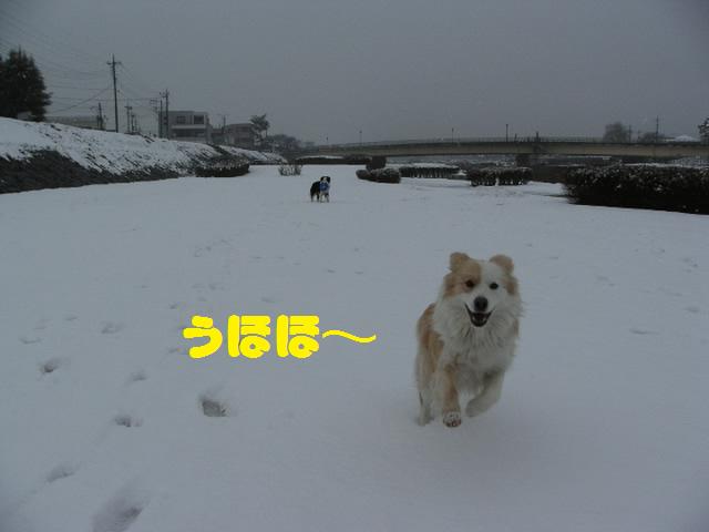 初雪９