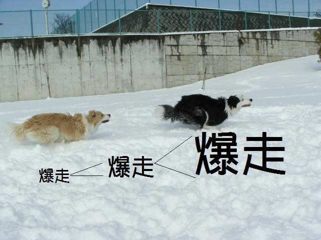 Ｆ公園雪５