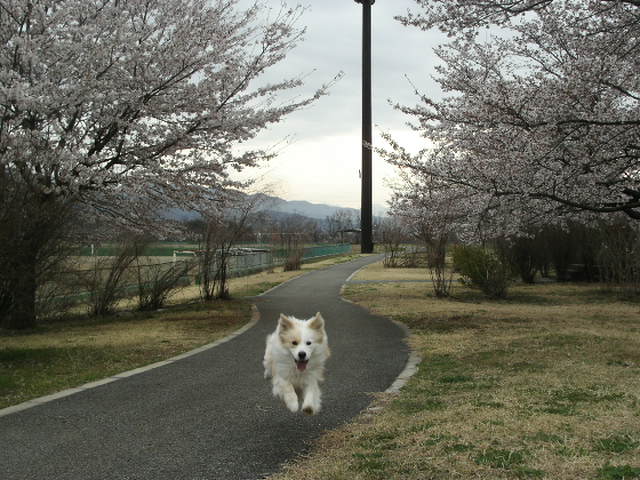 桜飛ぶチェル