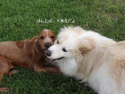 ほんとは親友せるふ
