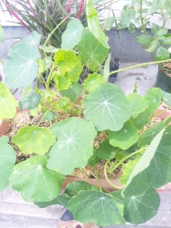 10.05.15ナスタチウム