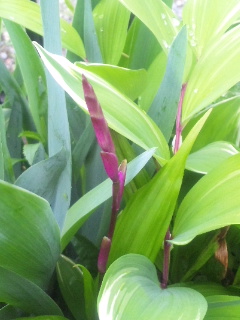 10.04.23つぼみ２