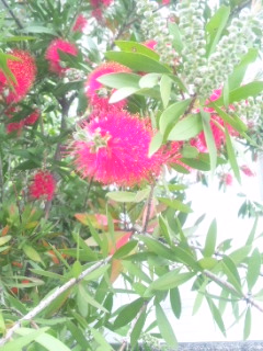 10.05.09ブラシの樹