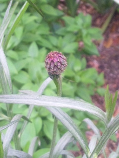 10.04.23ヤエヤグルマソウ