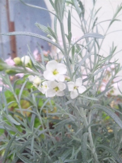 10.05.29ゴンフォスティグマ