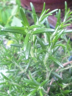 10.01.23ローズマリー