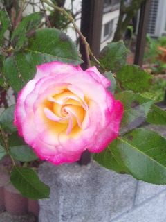 10.05.16よそのバラ