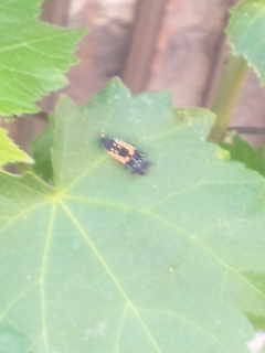 テントウムシの幼虫