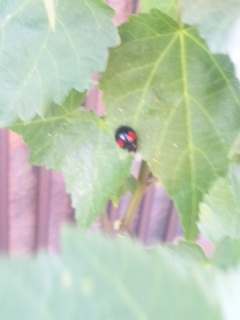 10.05.29テントウムシ