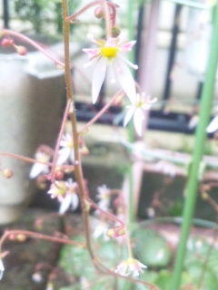 10.05.16ユキノシタ