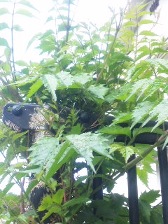 10.05.16ノウゼンカズラ