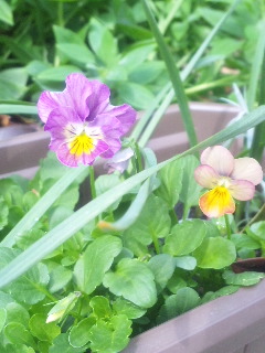 １０．０５．０８びおら