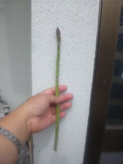 10.04.19アスパラガス３本目