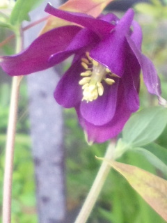 10.04.19オダマキ