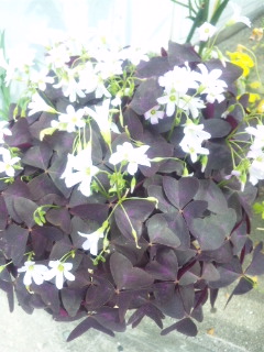 10.05.08オキザリス