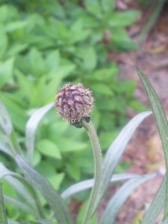 10.04.19ヤエヤグルマソウ