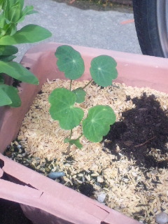 10.04.19ナスタチウム