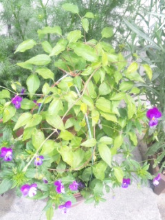 10.05.08クレマチス