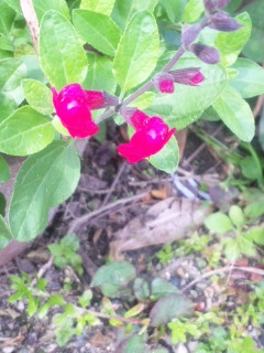 10.04.19チェリーセージ