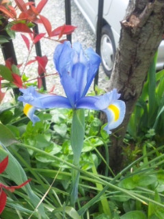 10.04.19アイリス