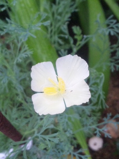 10.06.19ハナビシソウ