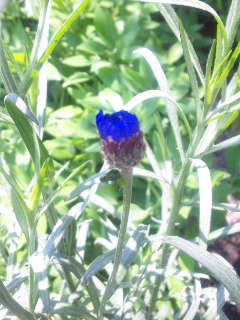 10.05.01八重矢車草