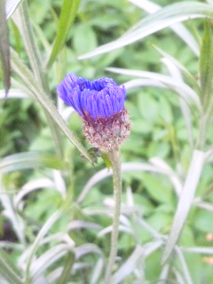 10.05.01八重矢車草