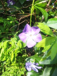 10.05.01ツルニチソウ