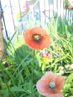 10.05.01ヒナゲシ