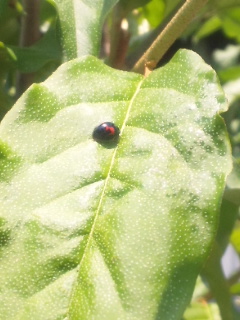 10.05.01テントウムシ