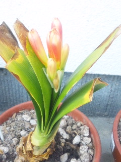 10.05.01クンシラン