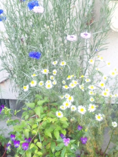 10.05.20何となく花畑