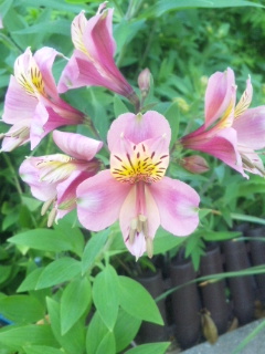 10.05.20畑にいっぱい