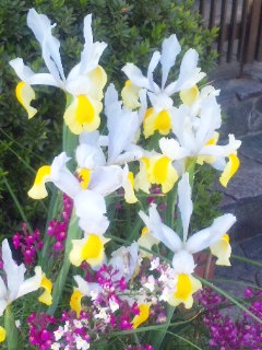 10.04.29アイリス