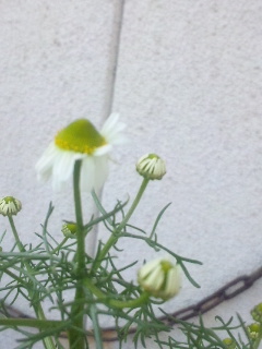 10.05.01カモミール