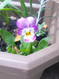 10.05.05こぼれビオラ
