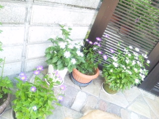 10.04.29ミヤコワスレ