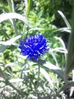 10.05.02八重矢車草