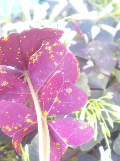 10.05.20オキザリス1