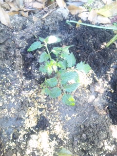 10.04.29ミニトマト