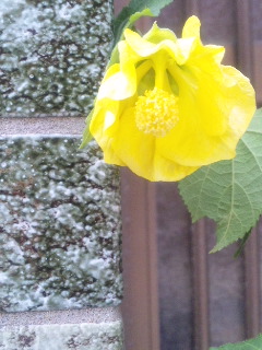 10.05.05アブロチン