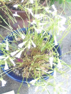 10.05.20オキザリス2